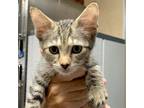 Adopt Kiwi a Domestic Shorthair / Mixed cat in Salisbury, MD (38886709)