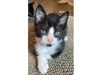 Adopt Congaree a Black & White or Tuxedo Domestic Shorthair / Mixed (short coat)