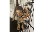 Adopt Dean a Brown Tabby Domestic Shorthair / Mixed (short coat) cat in