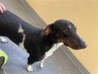 Adopt Diesel a Tricolor (Tan/Brown & Black & White) Beagle / Bluetick Coonhound