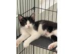 Adopt Dipper a Black & White or Tuxedo Domestic Shorthair / Mixed (short coat)