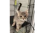 Adopt Dudley a Gray, Blue or Silver Tabby Domestic Shorthair / Mixed (short