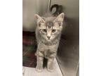 Adopt Leia a Gray, Blue or Silver Tabby Domestic Shorthair / Mixed (short coat)
