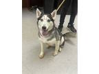 Adopt Wobble a Gray/Silver/Salt & Pepper - with White Husky / Mixed dog in