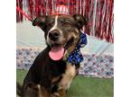 Adopt BASIL a Australian Shepherd, Mixed Breed