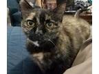 Adopt Tri a Tortoiseshell Domestic Shorthair / Mixed (short coat) cat in Oviedo