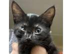 Adopt Dunn a All Black Domestic Shorthair / Mixed cat in Madison, WI (38886091)