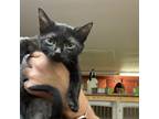 Adopt Trisha Yearwood a All Black Domestic Shorthair / Mixed cat in Madison