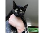 Adopt LeAnn Rimes a All Black Domestic Shorthair / Mixed cat in Madison