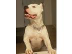 Adopt Uzi a White Dogo Argentino / Mixed dog in Tampa, FL (38885058)
