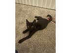 Adopt Parker a Black (Mostly) American Shorthair / Mixed (short coat) cat in