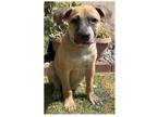 Adopt COH Nemo a Tan/Yellow/Fawn Boxer / Pit Bull Terrier / Mixed dog in