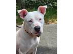 Adopt Evie a White Pit Bull Terrier / Mixed dog in Wantagh, NY (38885661)
