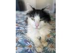 Adopt Polo a Black & White or Tuxedo Domestic Shorthair (medium coat) cat in