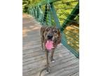 Adopt Hope a Brindle Treeing Walker Coonhound / Great Pyrenees / Mixed dog in