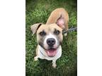 Adopt Millie a Tan/Yellow/Fawn - with White Boxer / Terrier (Unknown Type