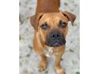 Adopt Jackson a Brown/Chocolate Boxer / Mixed Breed (Medium) / Mixed dog in