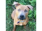 Adopt Oso a Brown/Chocolate Pit Bull Terrier / Mixed Breed (Medium) / Mixed dog