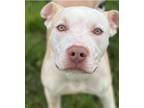 Adopt Cash a White - with Brown or Chocolate Pit Bull Terrier / Mixed Breed