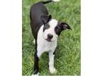 Adopt Gibby a Black - with White Fox Terrier (Smooth) / Pit Bull Terrier / Mixed