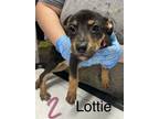 Adopt Lottie meet 9/15 a Black - with Brown, Red, Golden