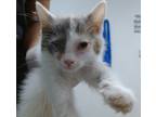 Adopt Mellow a White Domestic Mediumhair / Domestic Shorthair / Mixed cat in