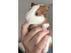 Adopt Patches a Guinea Pig small animal in Mipiltas, CA (38870988)