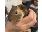 Adopt Ghirardelli a Guinea Pig small animal in Mipiltas, CA (38870987)