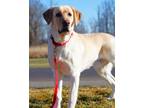 Adopt Jack a Tan/Yellow/Fawn Labrador Retriever / Mixed dog in Pequot Lakes