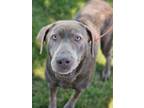 Adopt (Shae) a Gray/Blue/Silver/Salt & Pepper Labrador Retriever / Mixed dog in