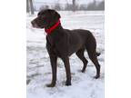 Adopt Brittany a Brown/Chocolate Labrador Retriever / Mixed dog in Pequot Lakes