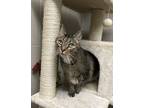 Adopt Alfred (Undercat) a Gray or Blue Domestic Shorthair / Domestic Shorthair /