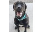 Adopt Lilly Kane a Black Mastiff / Labrador Retriever / Mixed dog in Pullman