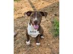 Adopt Arrow a Brindle - with White Mixed Breed (Medium) / Mixed dog in Newberry