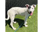 Adopt Sophie a Mixed Breed (Medium) / Mixed dog in Rancho Santa Fe