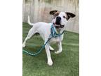 Adopt Winston a White Boxer / Terrier (Unknown Type, Small) / Mixed dog in