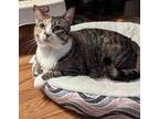 Adopt Sissy a Calico or Dilute Calico Calico (short coat) cat in Granite Falls