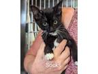 Adopt Socks a Domestic Shorthair / Mixed (short coat) cat in Athens