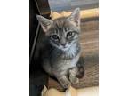 Adopt Heidi a Gray, Blue or Silver Tabby Domestic Shorthair (short coat) cat in