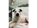 Adopt Carolina a White Terrier (Unknown Type, Small) / Mixed dog in Xenia