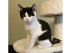 Adopt Snickers #snack-pack a Black & White or Tuxedo Domestic Shorthair / Mixed
