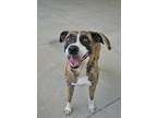 Adopt Starbucks 49966 a Brindle Mixed Breed (Medium) / Mixed dog in Aiken