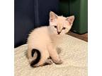 Adopt Frankie a Cream or Ivory (Mostly) Siamese (short coat) cat in granite