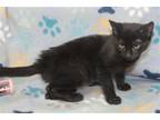 Adopt Black Willow - 37976 a All Black Domestic Shorthair / Mixed (short coat)