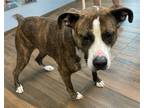 Adopt Naydelyn a Brindle Mountain Cur / Mixed dog in Hilton Head, SC (38866216)