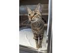 Adopt Empanada a Brown Tabby Domestic Shorthair / Mixed (short coat) cat in