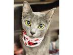 Adopt Concha a Gray or Blue Domestic Shorthair / Mixed (short coat) cat in