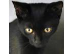 Adopt Crikee a All Black Domestic Shorthair / Domestic Shorthair / Mixed cat in