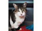 Adopt Front Lobby #17 / Chi a Domestic Mediumhair / Mixed cat in Pomona