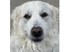 Adopt Daisy a Great Pyrenees